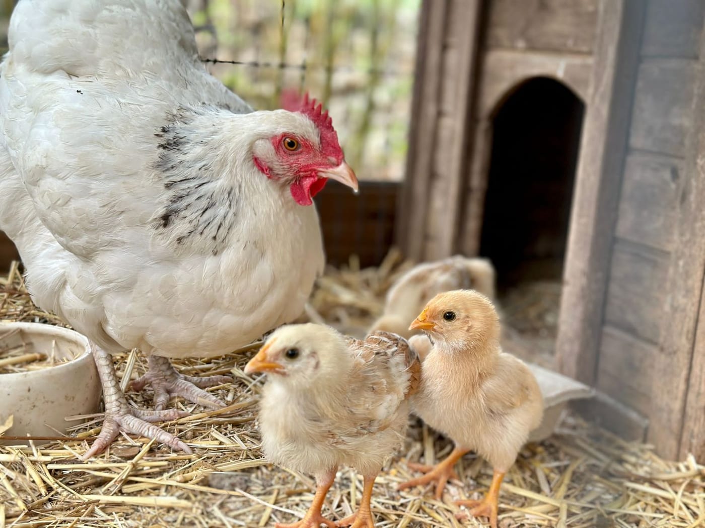 Les poules et leurs poussins